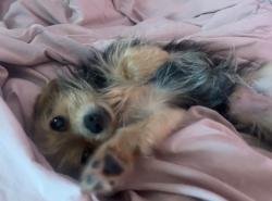 Lost Female Dog last seen half hitch trl in the village neighborhood , Georgetown, TX 78628