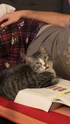 Reunited Male Cat last seen Boca Raton Middle School, Boca Raton, FL 33486