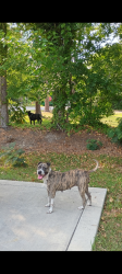 Found/Stray Male Dog last seen W Illinois Ave & Henley Streets, Southern Pines, NC 28387