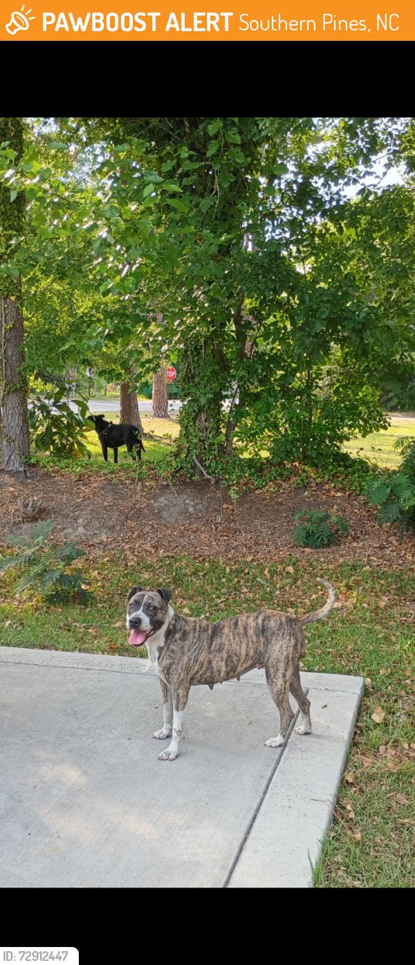 Found/Stray Male Dog last seen W Illinois Ave & Henley Streets, Southern Pines, NC 28387