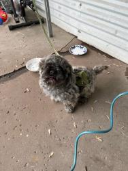 Reunited Male Dog last seen Unknown , New Brighton, MN 55112