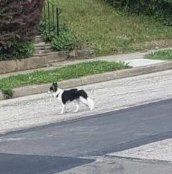 Found/Stray Unknown Dog last seen Forest ave and my airy ave , Philadelphia, PA 19150