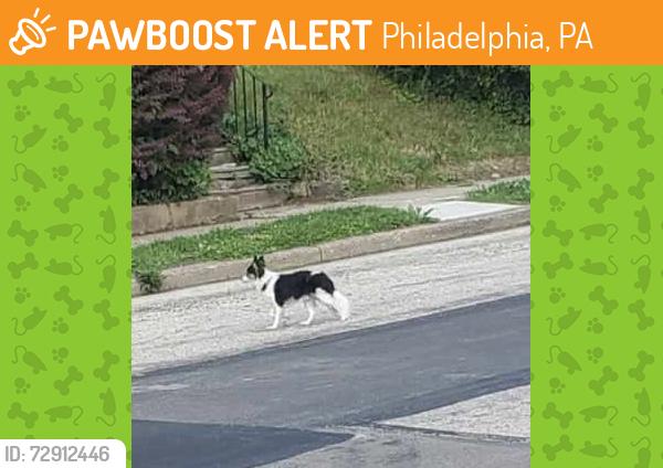 Found/Stray Unknown Dog last seen Forest ave and my airy ave , Philadelphia, PA 19150