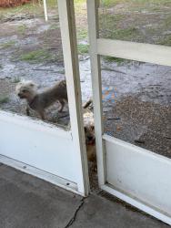 Found/Stray Unknown Dog last seen Adour Dr Poinciana, Poinciana, FL 34759