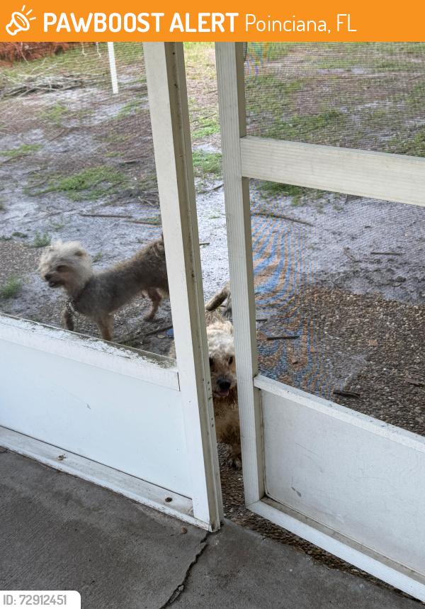 Found/Stray Unknown Dog last seen Adour Dr Poinciana, Poinciana, FL 34759