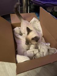 Found/Stray Male Cat last seen Ouray and Ladera NW, Albuquerque, NM 87120