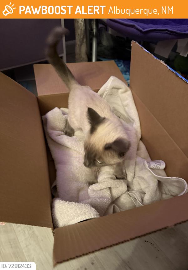 Found/Stray Male Cat last seen Ouray and Ladera NW, Albuquerque, NM 87120