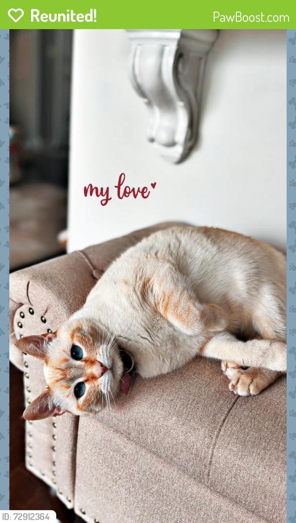 Reunited Female Cat last seen Fox Hills cndmniums , Bloomfield Township, MI 48304