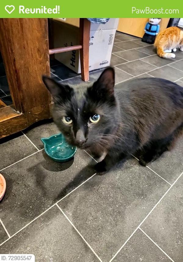 Reunited Male Cat last seen Kersal Moor, Lower Broughton, England M7