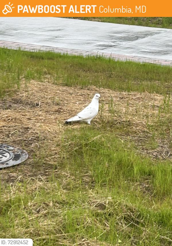 Found/Stray Unknown Bird last seen Near SET building , Columbia, MD 21044