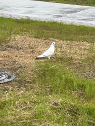 Found/Stray Unknown Bird last seen Near SET building , Columbia, MD 21044