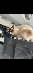 Lost Female Cat last seen Elmsthorpe lane , Earl Shilton, England LE9