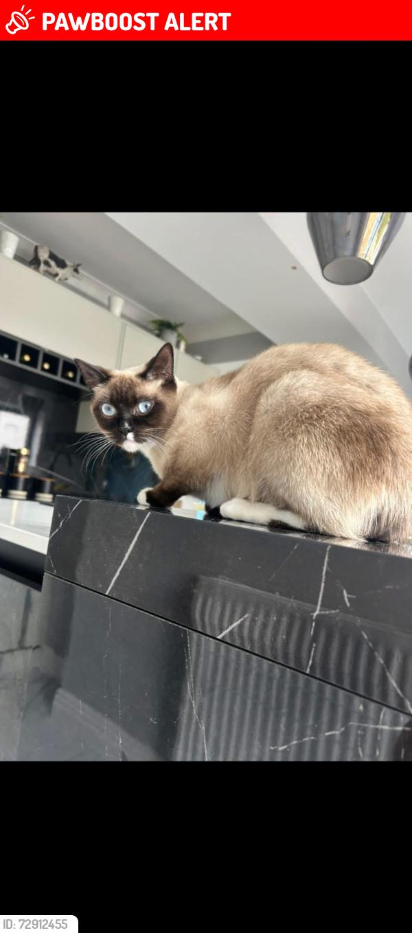 Lost Female Cat last seen Elmsthorpe lane, Earl Shilton, England LE9