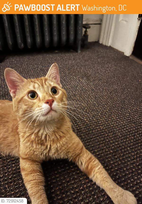 Found/Stray Male Cat last seen 19th and Biltmore, Washington, DC 20009