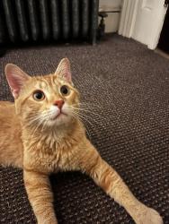 Found/Stray Male Cat last seen 19th and Biltmore, Washington, DC 20009