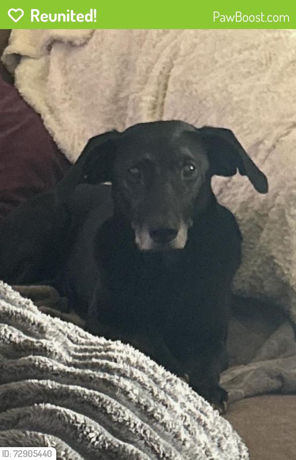 Reunited Female Dog last seen Near Northwoods Drive South, Macon, GA, USA, Macon, GA 31204