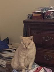 Lost Male Cat last seen Greentree drive near Miller road , Hillsborough, NC 27278