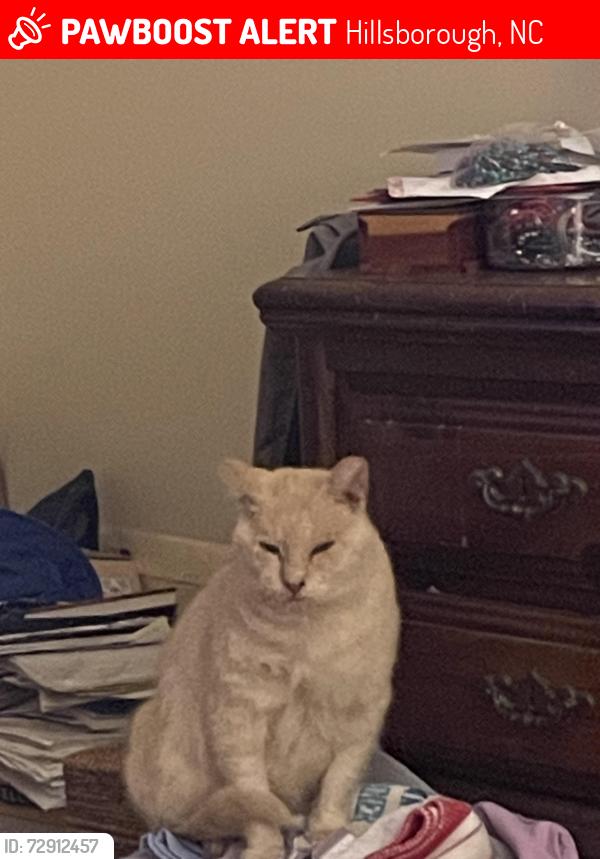 Lost Male Cat last seen Greentree drive near Miller road , Hillsborough, NC 27278