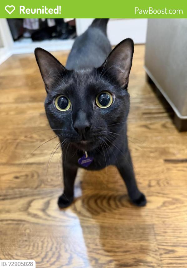 Reunited Female Cat last seen Caddo Trail, Montgomery County, TX 77354