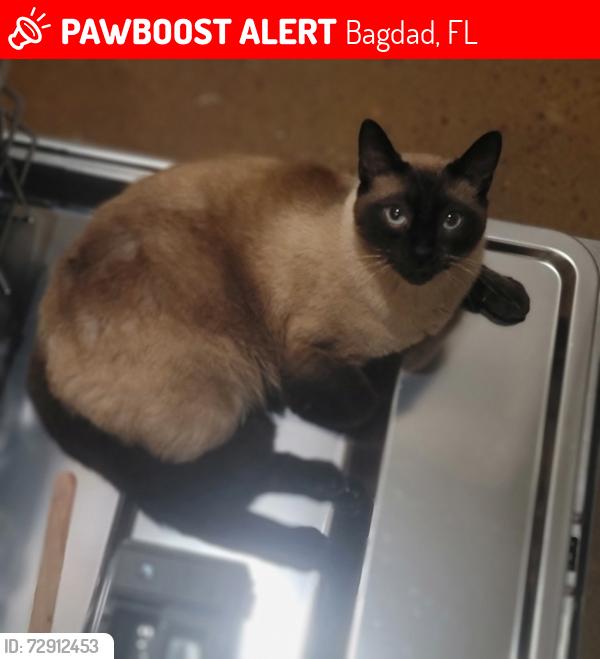 Lost Male Cat last seen Woodville Rd between Ventura and Holland, Bagdad, FL 32583