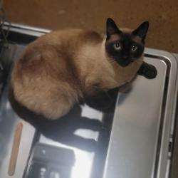 Lost Male Cat last seen Woodville Rd between Ventura and Holland, Bagdad, FL 32583