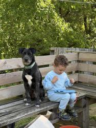 Reunited Male Dog last seen River run water park in new albany , New Albany, IN 47150