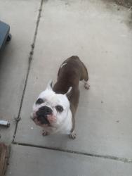 Found/Stray Female Dog last seen Sellers Road and spur , Wildomar, CA 92595