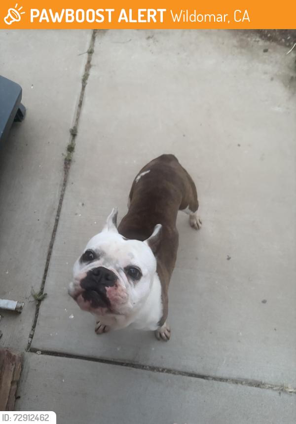 Found/Stray Female Dog last seen Sellers Road and spur , Wildomar, CA 92595