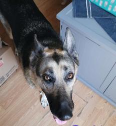 Reunited Female Dog last seen Bradley rd, Pinnacle, NC 27043