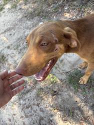 Found/Stray Unknown Dog last seen Snead & Golfview, Lehigh Acres, FL 33973