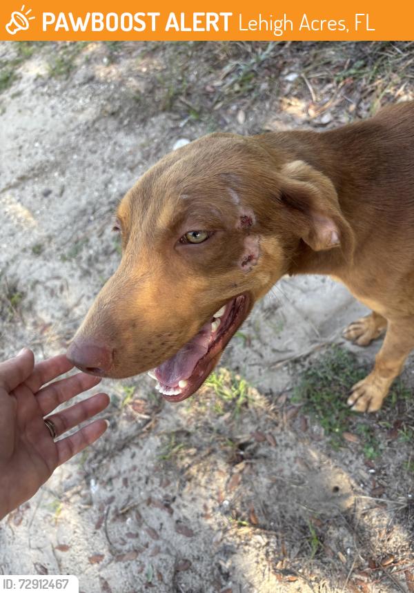 Found/Stray Unknown Dog last seen Snead & Golfview, Lehigh Acres, FL 33973