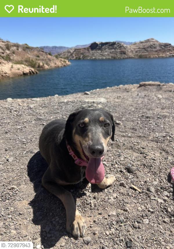 Reunited Female Dog last seen Near Spikenard Dr Henderson Nv 89002, Henderson, NV 89002