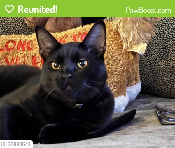 Reunited Male Cat last seen Sweetwater Landing Subdivision, Powder Springs, GA 30127