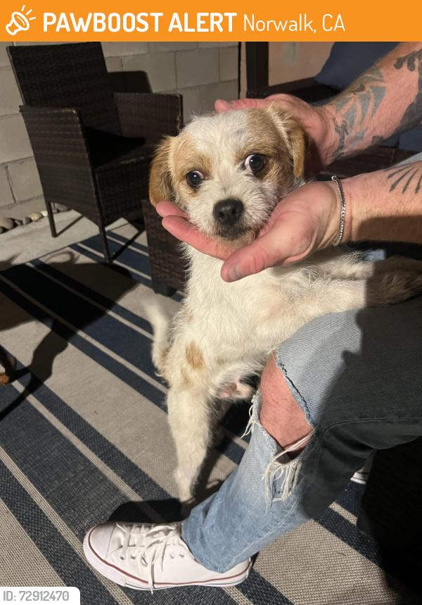 Found/Stray Male Dog last seen Alondra and Norwalk, Norwalk, CA 90650
