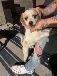 Found/Stray Male Dog last seen Alondra and Norwalk , Norwalk, CA 90650
