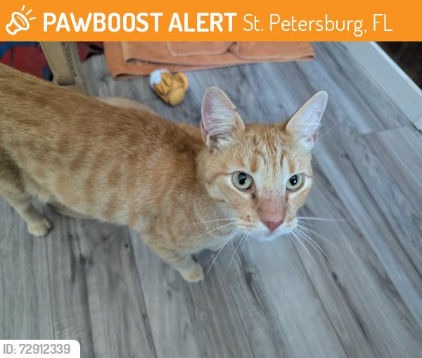 Found/Stray Male Cat last seen 17th Ave N and 52nd St N, St. Petersburg, FL 33710