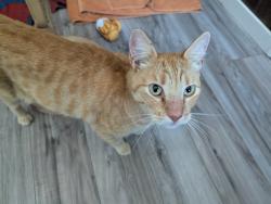 Found/Stray Male Cat last seen 17th Ave N and 52nd St N, St. Petersburg, FL 33710