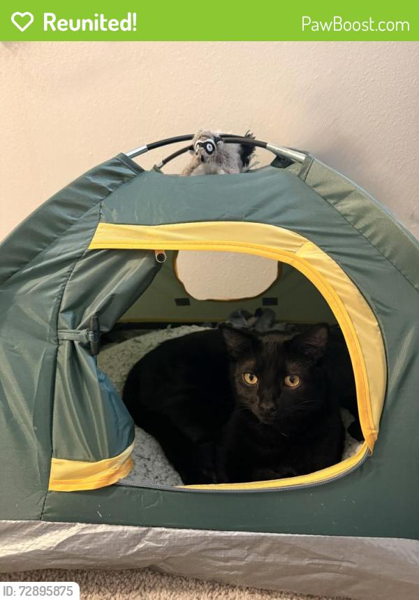 Reunited Male Cat last seen We live right on Shannon and 42, Rosemount, MN 55068