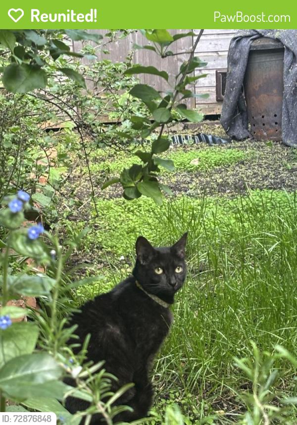 Reunited Female Cat last seen Arboretum Road, Worcestershire, England WR1