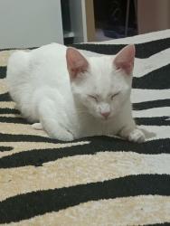 Lost Female Cat last seen Padaria Pães da Serra, Anita Garibaldi, SC 89203-300