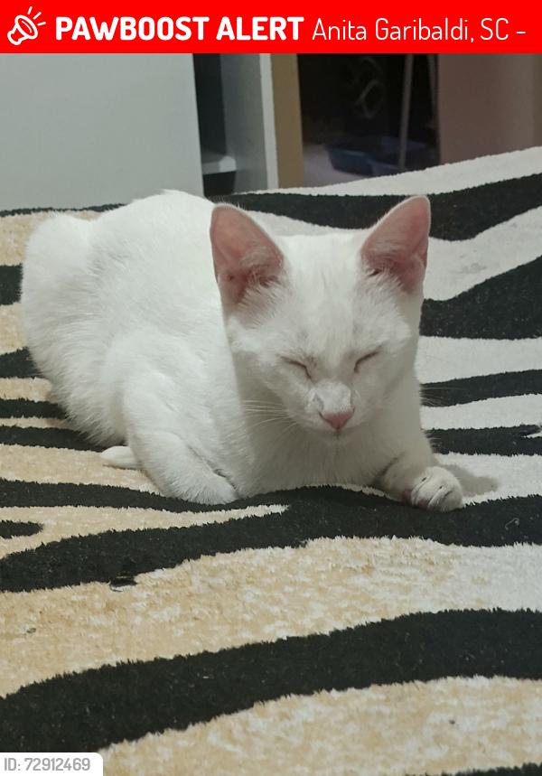 Lost Female Cat last seen Padaria Pães da Serra, Anita Garibaldi, SC 89203-300