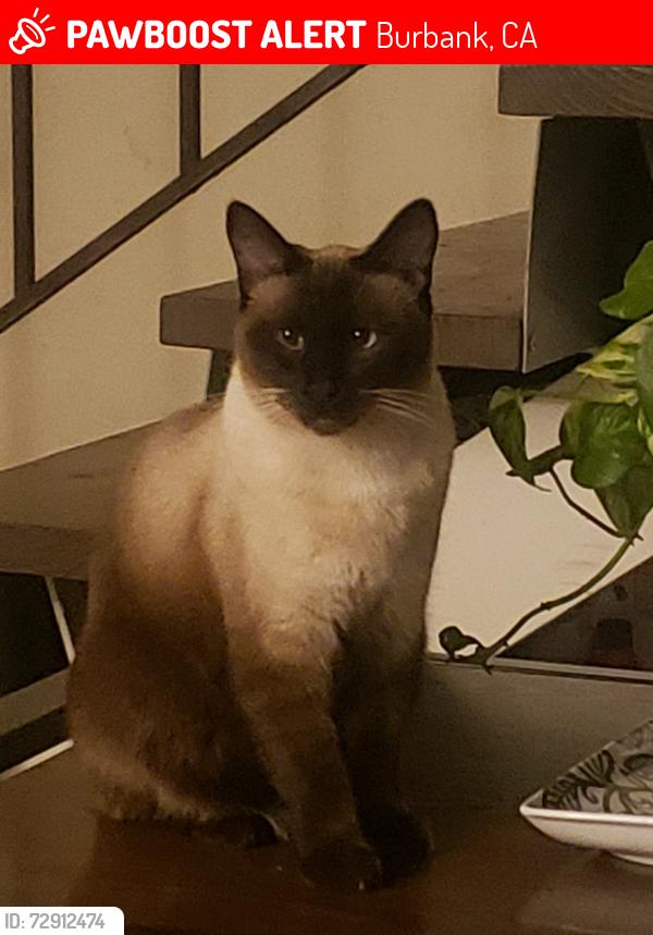 Lost Male Cat last seen Buena vista , Burbank, CA 91505