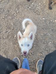 Reunited Female Dog last seen Sunset and l Ron hubbard, Los Angeles, CA 90027