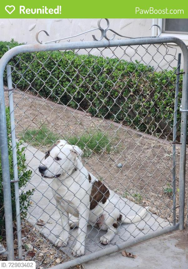 Reunited Female Dog last seen Belmont and Chestnut , Fresno, CA 93702
