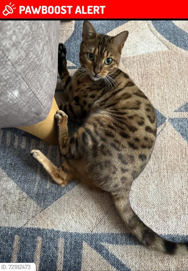 Lost Female Cat last seen Boddington gardens, near Gunnersbury Park, Greater London, England W3