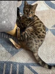 Lost Female Cat last seen Boddington gardens, near Gunnersbury Park , Greater London, England W3