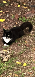Lost Unknown Cat last seen East Colfax & Galloping Hill, Roselle Park, NJ 07204