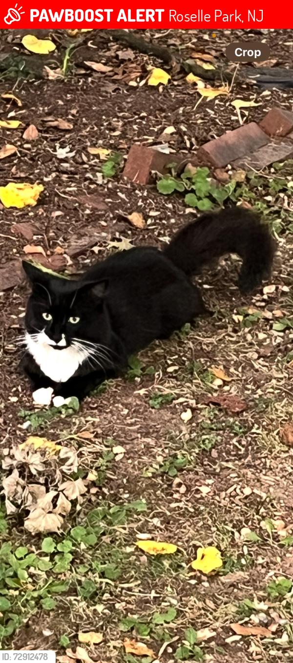 Lost Unknown Cat last seen East Colfax & Galloping Hill, Roselle Park, NJ 07204