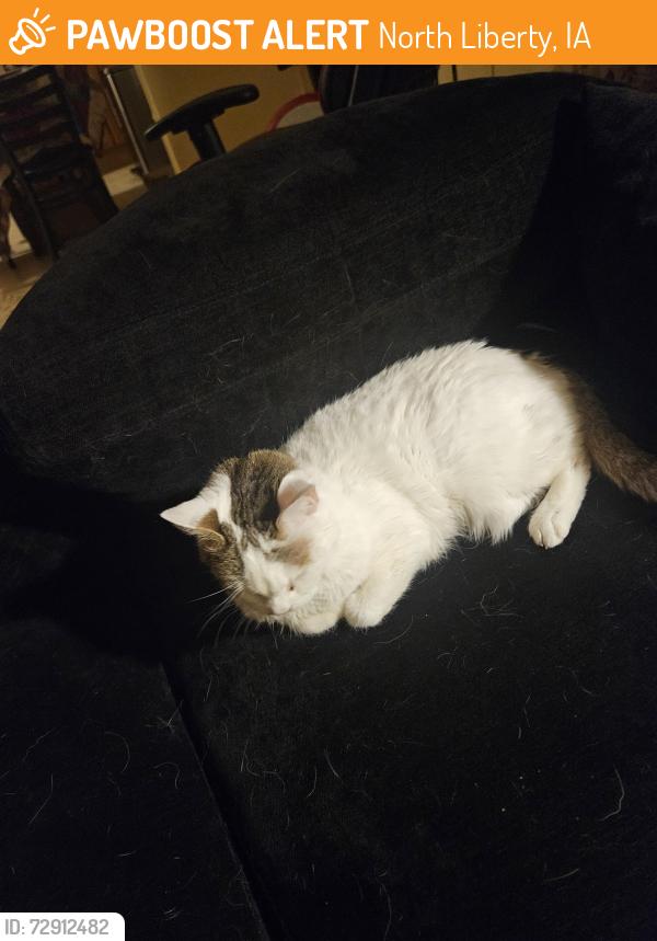 Found/Stray Female Cat last seen Holiday mobile homes , North Liberty, IA 52317