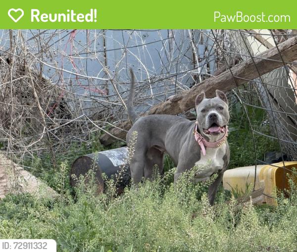 Reunited Female Dog last seen Midwest blvd & charter oak, Logan County, OK 73034